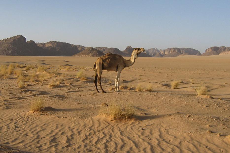 Camel In Tassili