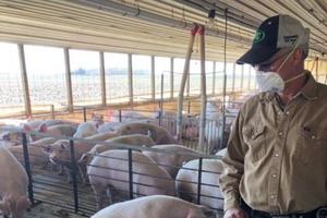 Above, Harry Sloot surveys his hogs on his Winthrop, Minnesota, farm, which has been in his family for more than 60 years.