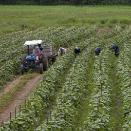 Migrant workers from Mexico pick cucumbers on a farm in Blackwater, Virginia. 