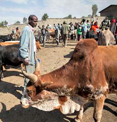 Farmer Wariso Dekamo assesses prices in a weekly visit to an Ethiopian livestock market as part of a CRS early-warning system for food insecurity.