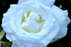 St. John Paul II rose in a garden in Portland, Oregon. 