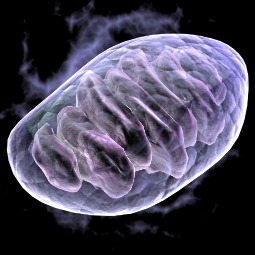 Mitochondria
