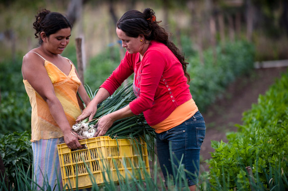 Nicaraguan women pick onions to be shipped to market, as part of a CRS-supported, small-scale vegetable cooperative that increases participants' family incomes.