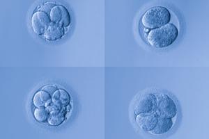 Human embryos. 