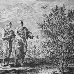 Drawing of Parable of the Mustard Seed