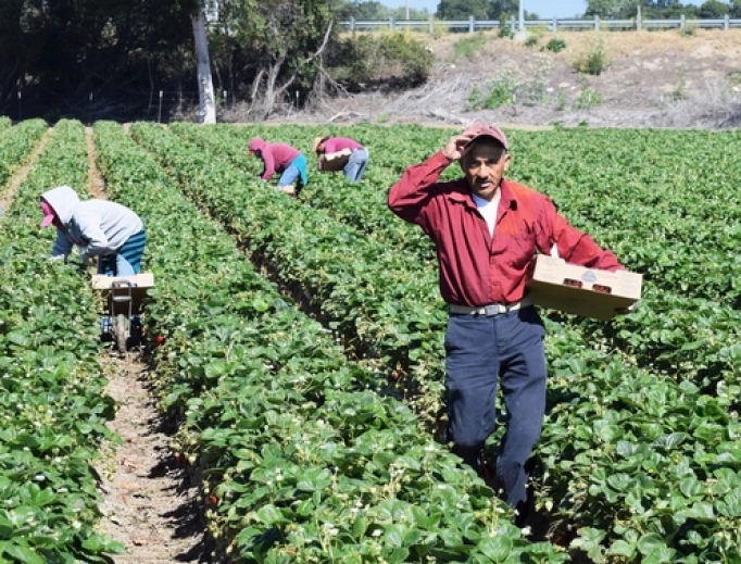 Workers pick strawberries in Salinas, Calif. 