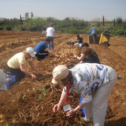 A growing number of Christian pilgrims volunteer to harvest fruits and vegetables in the Holy Land during their pilgrimages.
