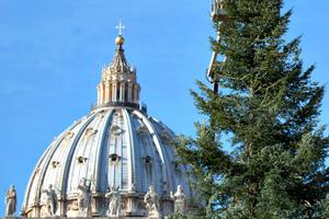 The dome of St. Peter's Basilica looms in the background as a man works near the top of an 84-foot, 70-year-old tree placed in St. Peter’s Square at the Vatican on Dec. 9.