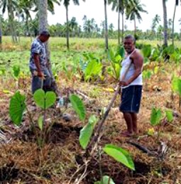 Caritas' campaign supports subsistence farmers in Tonga.
