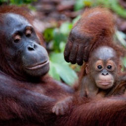 WILD LIFE. Some of the stars of Born to Be Wild.  

