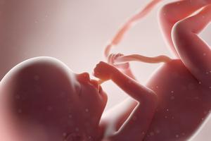 This 3D-rendered medically-accurate illustration depicts a child in the 20th week of gestation.