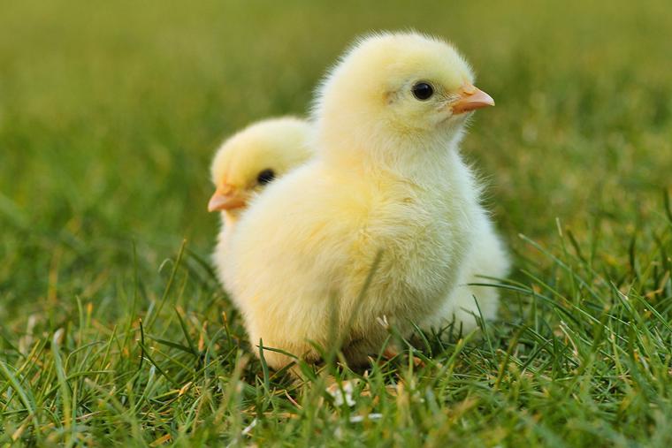 Chicks
