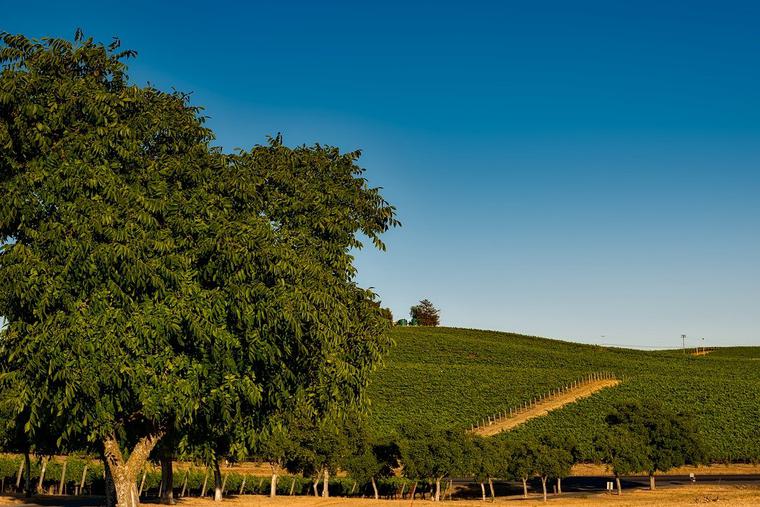 California Vineyard Photo
