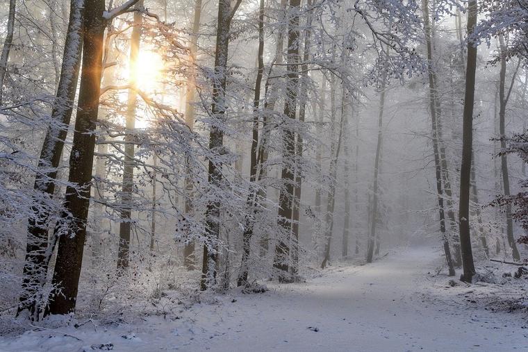 Winter Forest Photo