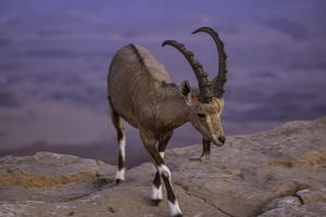 Scapegoat Victim Animal Photo Scapegoat Victim Animal Photo