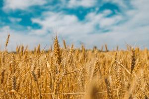 Parable of the Wheat and Tares 