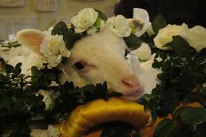 A lamb is wreathed in flowers during a special Mass for the feast of St. Agnes at the Basilica of St. Agnes Outside the Wall on Jan. 21, 2014.
