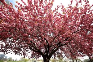 Sunlight illuminates a tree in full bloom as New York City celebrates Earth Day at Governors Island on April 20, 2024 in New York City. Earth Day originally started in 1970 as a way to celebrate and raise awareness about environmental issues facing the planet. 