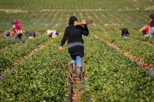 Migrants work on a farm. 