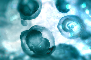 Human embryos