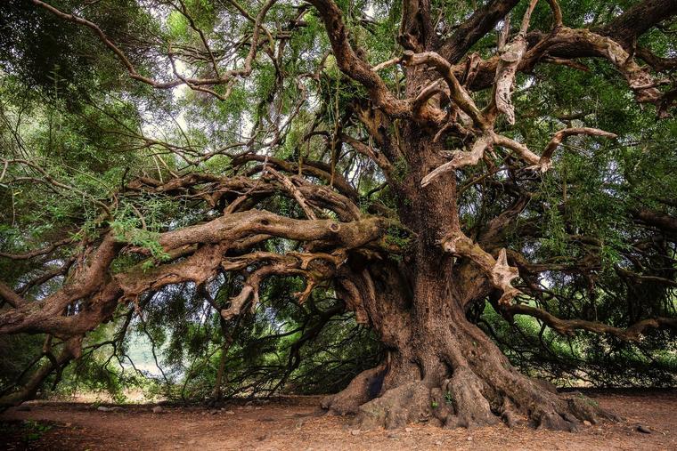 ‘Olive Tree’