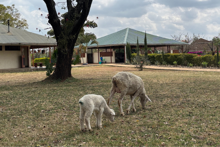 Mommy Baby Sheep Mariapolis Piro