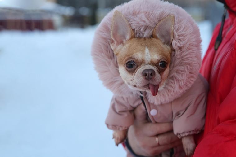 P.D. James and Designer Parkas for Chihuahuas