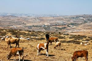 Cows graze on the outskirts of Taybeh, a Palestinian Christian village northeast of Ramallah in the West Bank, on July 28, 2025. Taybeh is identified with the Ephraim mentioned in the Gospel of John, where Jesus went after raising Lazarus.
