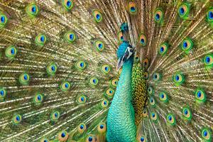 ‘Peacock’