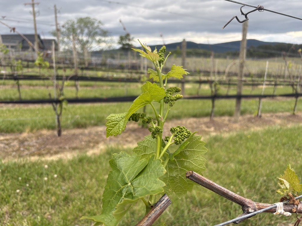 Reitano Vineyards