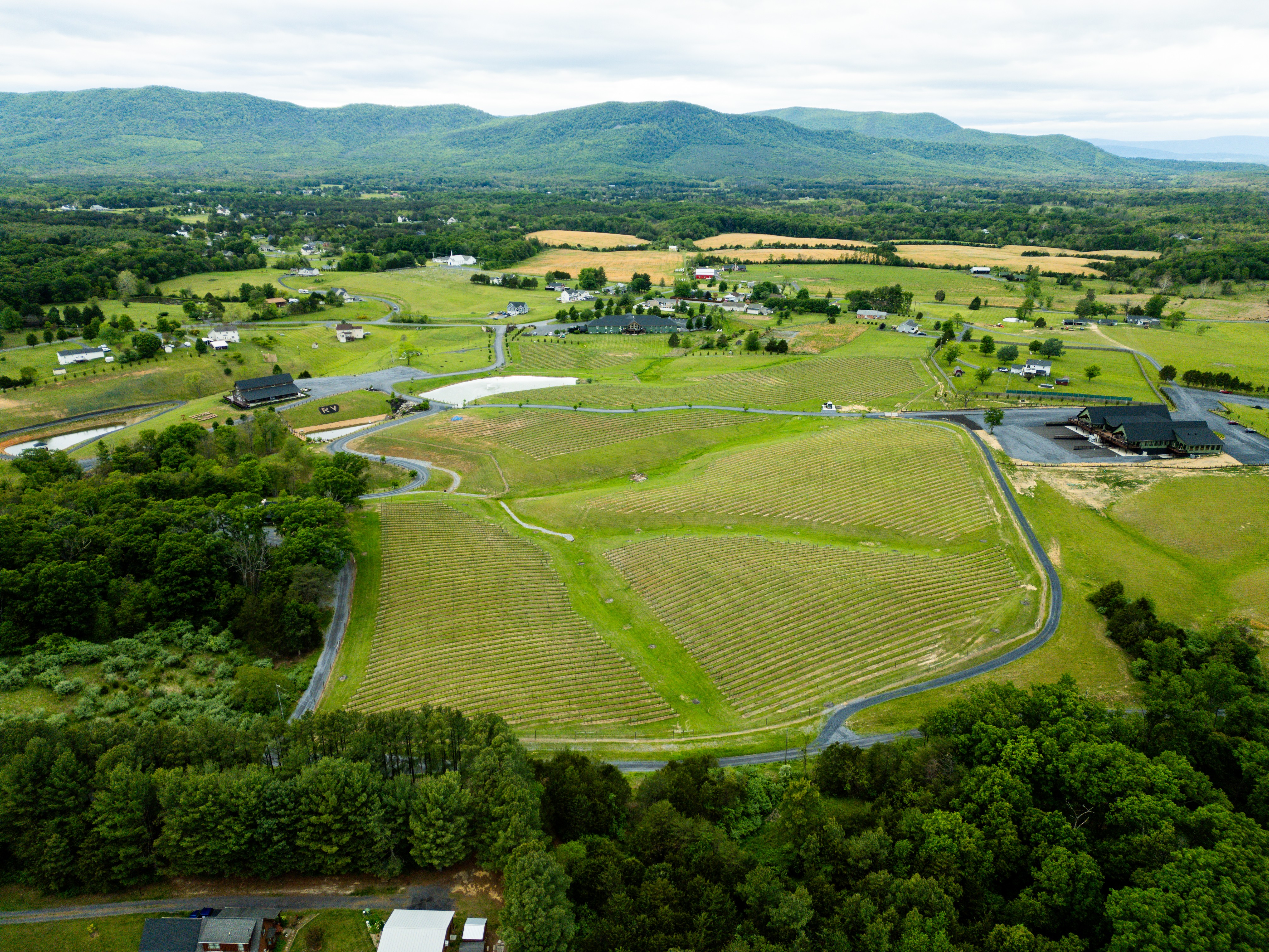 Reitano Vineyards 
