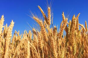 A wheat field