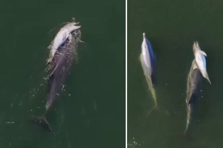 The World Is Sharing a Video of a Grieving Dolphin Mother — Here’s Why This Moment Matters to All of Us