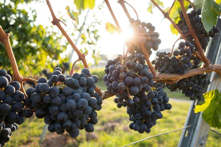 Vineyard View of the Christian Life
